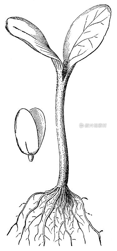 南瓜植物(南瓜)种子胚和幼苗- 19世纪